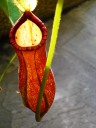 this is a pitcher plant